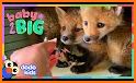 Cute Foxes related image