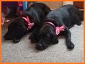 Labrador Puppies Family related image