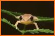 Coqui Ringtone related image