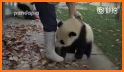 Baby Panda' s House Cleaning related image