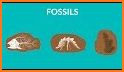 Dinosaur Fossils For Kids related image