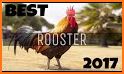 Rooster Alarm and Ringtone Sounds related image