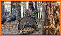 South Carolina Wild Turkey Harvest Reporting related image