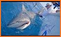 Wild Shark Fishing related image