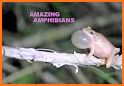 Amazing Amphibians related image