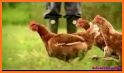 Happy chicken Laying eggs related image