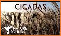 Cicada Sounds related image