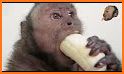 Monkey Banana related image