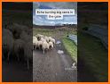 Lamb Herding related image