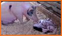 Baby pig mommy newborn related image