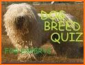 Dog Breed Quiz related image