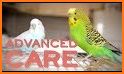 How to Take Care of a Pet Bird related image