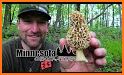 Minnesota Mushroom Forager Map Morels Chanterelles related image