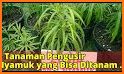 tips praktis cara budidaya tanaman pengusir nyamuk related image