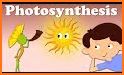 Photosynthesis related image