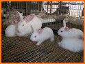 Rabbit Farm management app for Rabbit Breeders related image