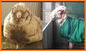 Shearing related image