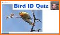 GG Birds Quiz related image