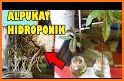 tips cara praktis dan cerdas menanam labu kuning related image