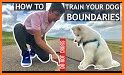 How to Train Your Dog related image