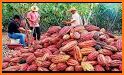 Cacao-Coffee Farm related image