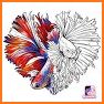 Betta Fish Coloring Book related image