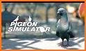 Wild Pigeon Simulator related image