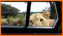 Lioness Travel related image