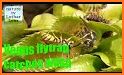 Venus Flytrap related image