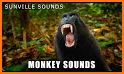 Monkey Sounds related image