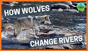 Yellowstone Wolves 2021 related image