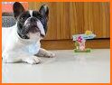 French Bulldog Wallpapers related image