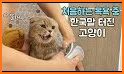 Quiz Cat : Korean related image