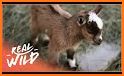 Baby Animals World - Kids and Toddlers Game related image