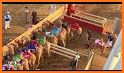 Camel Racing related image