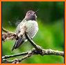 Violetear Hummingbird Theme related image