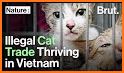 Cat Meat related image