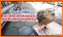 tips cara memberi makan burung liar anakan related image