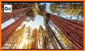 Sequoia National Park Guide related image