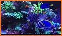 Wallpapers - Aquarium Fish related image