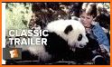 Panda Boy Rescue related image