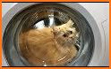 Cat Laundry related image