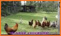 Chicken Panic related image