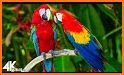 Macaw Parrot Theme related image