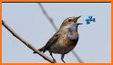 Animal Sounds - Bird Ringtones related image