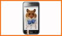 Funny Hamster Cracked Screen related image