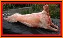 Meat Recipes - lamb, pork, turkey & other related image