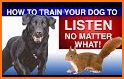 How to Train Your Dog related image