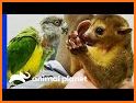 Veterinary Care of Exotic Pets related image