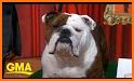 The Bulldog Show related image